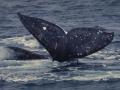 Baleine 018